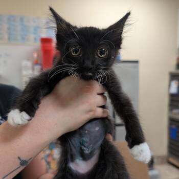 Penny -  Domestic Short Hair Cat for Adoption in Titusville, Florida - Penny | PetCurious