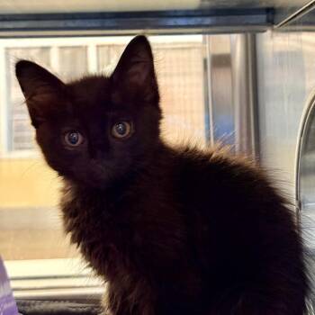 Caine -  Domestic Short Hair Cat for Adoption in Palm Springs, California - Caine | PetCurious