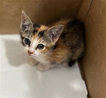 Domestic Medium Hair Cats Available for Adoption in Dallas, Texas - CASSIE | PetCurious