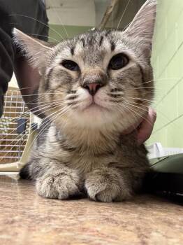 Domestic Short Hair Cats Available for Adoption in Indianapolis, Indiana - ECHO | PetCurious