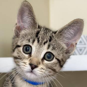 Alvin -  Domestic Short Hair Cat Available for Adoption in Victor, New York - Alvin | PetCurious