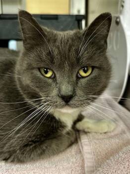 Sage -  Domestic Short Hair Cat for Adoption in Wichita, Kansas - Sage | PetCurious