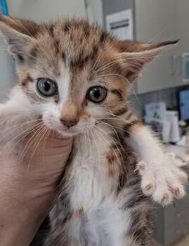 Merry Go Round -  Domestic Short Hair Cat for Adoption in Lafayette, Indiana - Merry Go Round | PetCurious
