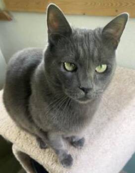 Misha -  Russian Blue and Chartreux Cat Available for Adoption in Bow, Washington - Misha | PetCurious