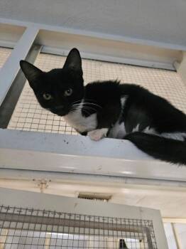 Jordan -  Domestic Short Hair Cat for Adoption in Ontario, California - Jordan | PetCurious