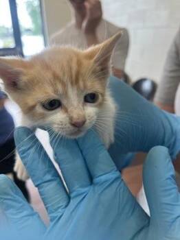 Timmy -  Domestic Short Hair Cat for Adoption in Baton Rouge, Louisiana - Timmy | PetCurious