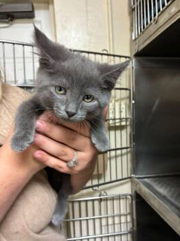 Domestic Short Hair Cats Available for Adoption in Marietta, Georgia - Lady Grey | PetCurious