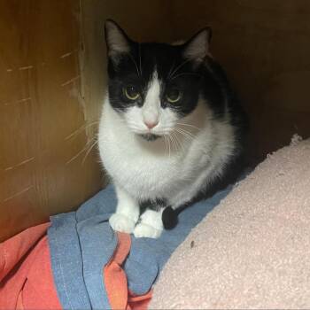Mistletoe -  Domestic Short Hair Cat for Adoption in Hinesville, Georgia - Mistletoe | PetCurious