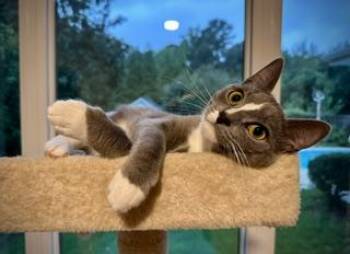 Pickle Mittens -  Domestic Short Hair Cat for Adoption in Raleigh, North Carolina - Pickle Mittens | PetCurious