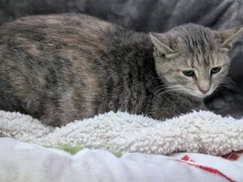 Cece -  Domestic Short Hair and Dilute Tortoiseshell Cat for Adoption in Adrian, Michigan - Cece | PetCurious