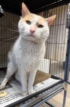 FIVER -  Domestic Short Hair Cat for Adoption in Burbank, California - FIVER | PetCurious