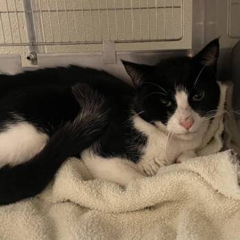 Sinjin -  Domestic Short Hair Cat for Adoption in Bristol, Indiana - Sinjin | PetCurious