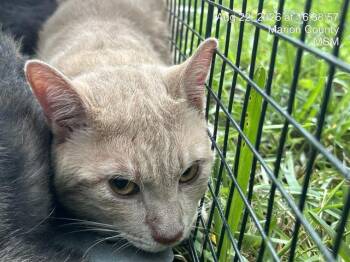 BRONN -  Domestic Short Hair Cat for Adoption in Ocala, Florida - BRONN | PetCurious