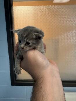 Kc-8 Nezzie -  Domestic Short Hair Cat for Adoption in Lawrenceville, Georgia - Kc-8 Nezzie | PetCurious
