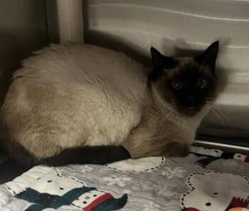 Fortune - Barn Cat -  Siamese Cat for Adoption in Vancouver, Washington - Fortune - Barn Cat | PetCurious