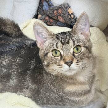 Rozzi -  Domestic Short Hair Cat for Adoption in Pawleys Island, South Carolina - Rozzi | PetCurious