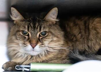 Rescue Domestic Long Hair Cats for Adoption in Colorado Springs, Colorado - LIL BIT | PetCurious