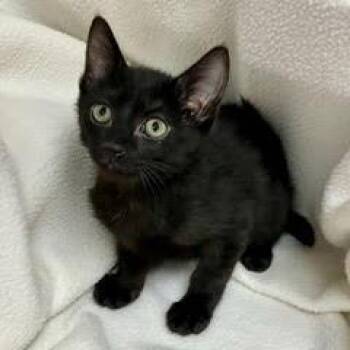 Rescue Domestic Short Hair Cats for Adoption in Green Valley, Arizona - Chamberlain | PetCurious