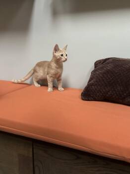 Creamsicle -  Domestic Short Hair Cat for Adoption in Trenton, New Jersey - Creamsicle | PetCurious