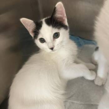 Scribble -  Domestic Short Hair Cat for Adoption in Tampa, Florida - Scribble | PetCurious
