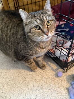Rescue Domestic Short Hair Cats for Adoption in Zimmerman, Minnesota - Cleo | PetCurious