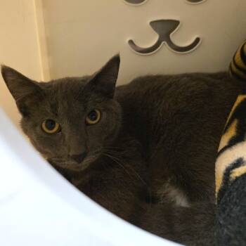 Silas -  Domestic Short Hair Cat for Adoption in Oshkosh, Wisconsin - Silas | PetCurious