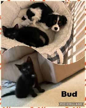 Domestic Short Hair Cats Available for Adoption in Newberg, Oregon - Bud | PetCurious