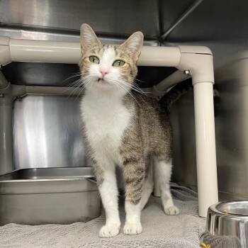 Marie -  Domestic Short Hair Cat for Adoption in Roanoke, Virginia - Marie | PetCurious