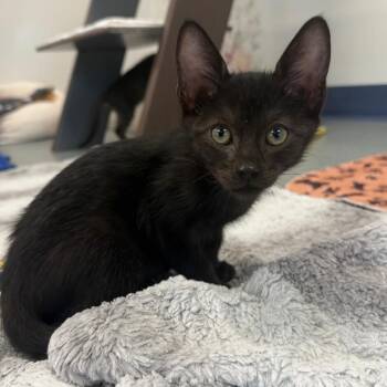 Vesper Bat -  Domestic Short Hair Cat Available for Adoption in West Palm Beach, Florida - Vesper Bat | PetCurious