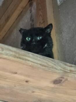 Domestic Short Hair Cats Available for Adoption in Cambridge, Maryland - Panther | PetCurious