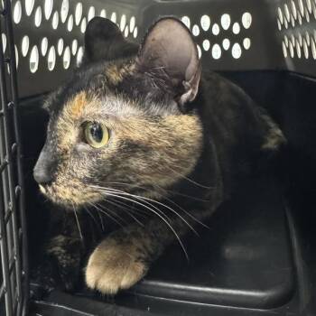 Suki -  Domestic Short Hair Cat for Adoption in Des Moines, Iowa - Suki | PetCurious