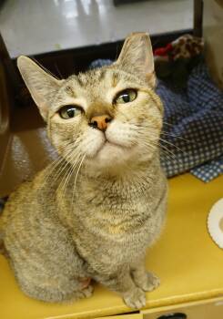 Tortoiseshell and Tabby Cats Available for Adoption in Albuquerque, New Mexico - Lana | PetCurious