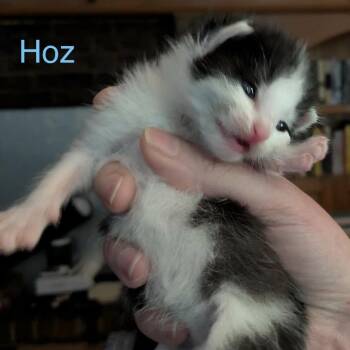 Domestic Short Hair Cats Available for Adoption in Spring Hill, Kansas - Hoz | PetCurious