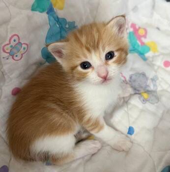 Lyric -  Domestic Short Hair Cat for Adoption in Mcpherson, Kansas - Lyric | PetCurious