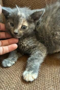 Lola -  Dilute Calico Cat for Adoption - Lola | PetCurious