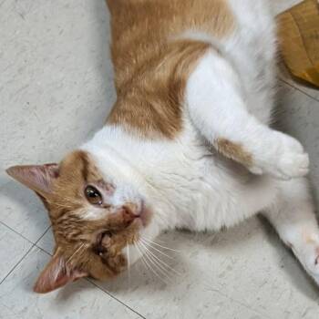 Baxter- Bonded with Barnaby -  Domestic Short Hair Cat for Adoption in West Jefferson, Ohio - Baxter- Bonded With Barnaby | PetCurious