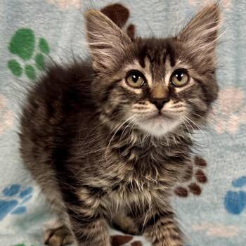 Lord Zedd -  Domestic Medium Hair Cat Available for Adoption in Saint Joseph, Missouri - Lord Zedd | PetCurious
