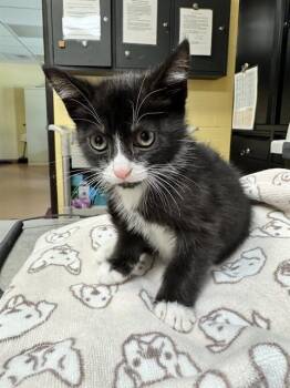 FEZ -  Domestic Short Hair Cat for Adoption in Cookeville, Tennessee - FEZ | PetCurious