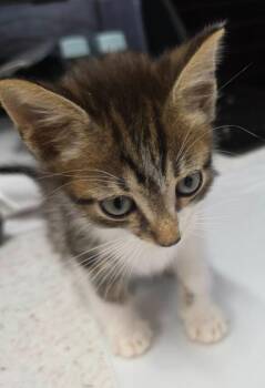 Chef Doolittle -  Domestic Short Hair Cat for Adoption in Chattanooga, Tennessee - Chef Doolittle | PetCurious