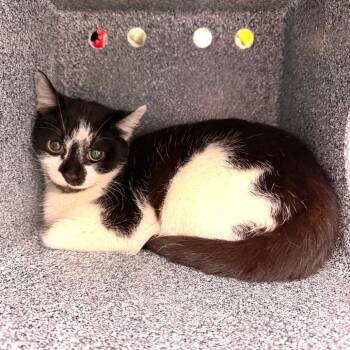 Domestic Short Hair Cats Available for Adoption - Brittany | PetCurious