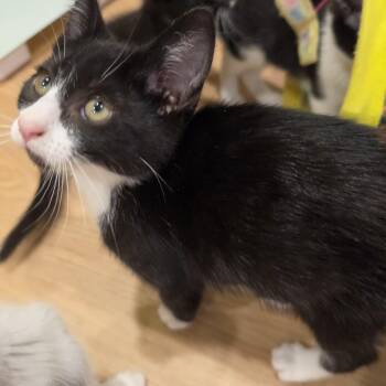 Katrina -  Tuxedo Cat Available for Adoption in Lawrenceville, Georgia - Katrina | PetCurious