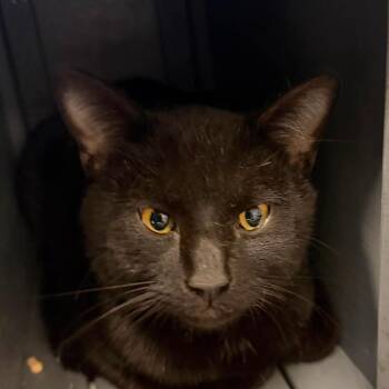 Domestic Short Hair Cats Available for Adoption in Washington, District Of Columbia - Pride Kittens: George 16901 | PetCurious