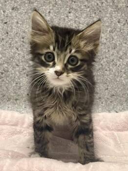 Guppy -  Domestic Long Hair and Tabby Cat for Adoption in Jamestown, California - Guppy | PetCurious
