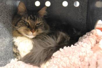 SCRIBBLES -  Domestic Long Hair Cat for Adoption in Colorado Springs, Colorado - SCRIBBLES | PetCurious