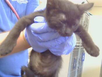 DREA -  Domestic Short Hair Cat for Adoption in Sacramento, California - DREA | PetCurious