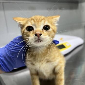 Domestic Short Hair Cats Available for Adoption in Summerville, South Carolina - Franklin | PetCurious