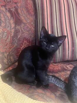 Maisie -  Domestic Short Hair Cat for Adoption in Mokena, Illinois - Maisie | PetCurious