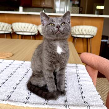 Madame Blueberry -  Russian Blue and Domestic Short Hair Cat for Adoption in Georgetown, Kentucky - Madame Blueberry | PetCurious