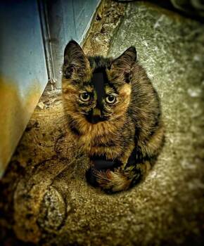 Tortoiseshell Cats Available for Adoption - Callie BONDED With Sunny - California Litter | PetCurious