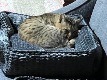 Rescue American Shorthair Cats for Adoption - Bobby | PetCurious